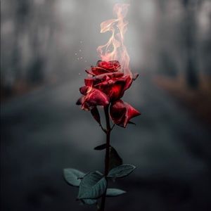 Meet your Posher, Rosie